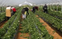Des clandestins marocains pour sauver la saison agricole en Espagne
