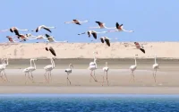 Dakhla : confinement non loin d'une plage de sable fin...