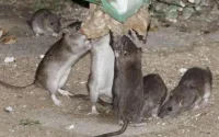 Casablanca part en guerre contre les rats