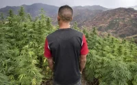 Le Maroc, premier producteur de cannabis dans le monde