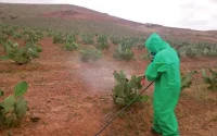 Nord du Maroc : les champs de figues de barbarie touchés par les cochenilles