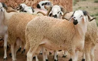 Aïd Al-Adha au Maroc : on connaît le prix de l'abattage