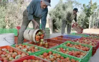 Les agriculteurs espagnols partent en guerre contre les produits marocains