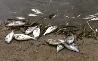 Mortalité de poissons au lac de Sidi Boughaba : pas de pollution chimique ou organique