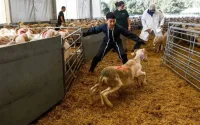 L'abattoir géant de la Courneuve a reçu 3000 moutons pour l'Aïd Al-Adha