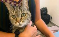 Disparue à Nîmes, une chatte retrouvée à Casablanca