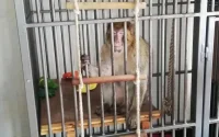 Un macaque Barbarie marocain libéré en Belgique