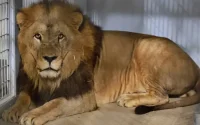 Avec Volcan, le lion venu du Maroc, le zoo de Paris espère des lionceaux en 2021