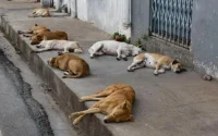 Les chiens errants sèment la panique à Marrakech