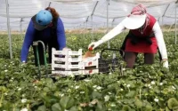 Les premières saisonnières marocaines arrivent à Huelva