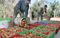 Boom des exportations de fruits et légumes jusqu'en janvier au Maroc