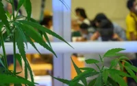 Cannabis : le Maroc devrait suivre l'exemple israélien