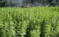 Les lacunes de la loi sur la légalisation du cannabis au Maroc