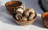 Maroc : le prix des escargots flambe, quelle en est la cause ?