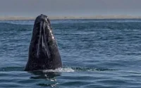 Une baleine s'égare après avoir été observée au Maroc