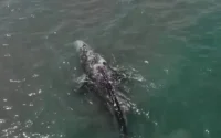 La jeune baleine observée au Maroc à l'agonie