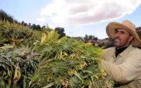 La légalisation du cannabis au Maroc va accroître les revenus des agriculteurs