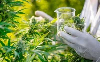 Bientôt la première production de cannabis thérapeutique au Maroc