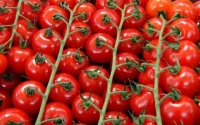 France : du cannabis marocain dans des tomates cerises