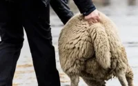 Bruxelles : les carcasses de moutons désormais rares sur les trottoirs