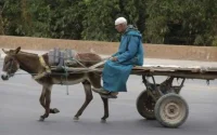 Les charrettes indésirables à Casablanca