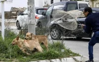 Casablanca : les chiens errants tuent