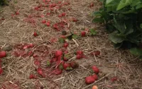 Tempêtes : une partie de la production de fruits rouges perdue au Maroc