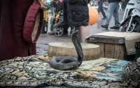 Les charmeurs de serpents de Marrakech : tradition ou cruauté ?
