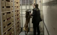 Un chien détecte 300 kilos de haschisch marocain au port de Motril