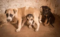 Maroc : plus d'une dizaine de chiens meurent empoisonnés 