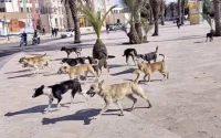 Maroc : plaidoyer pour en finir avec les chiens errants