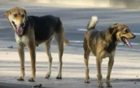 Marrakech trouve une solution pour se débarrasser des chiens errants