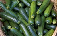 Espagne : baisse continue des importations de courgettes marocaines depuis 2018