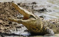 Etude : au Maroc, les crocodiles entendent-ils la détresse des bébés ?