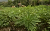 La sécheresse au Maroc pourrait faire grimper le prix du cannabis 