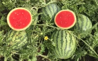Maroc : la pastèque, victime des restrictions d'eau