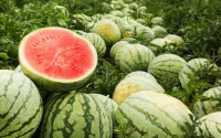 A Zagora, la pastèque fait des malheureux