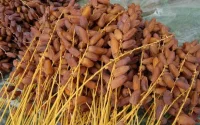Marrakech : saisie de plusieurs tonnes de dattes impropres à la consommation