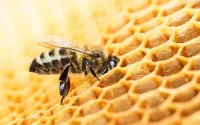 Apiculture : voici pourquoi les abeilles disparaissent au Maroc