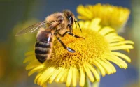 La maladie ne serait pas la cause de la disparition des abeilles au Maroc