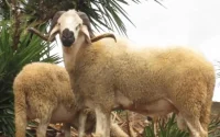 Aïd al-Adha à Melilla : l'importation d'agneaux en provenance du Maroc toujours interdite