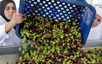Maroc : enfin une (vraie) baisse des prix de l'huile d'olive