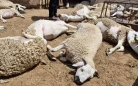 Maroc : l'énigme des moutons morts à Berrechid enfin élucidée