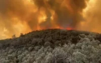 Ouezzane : 270 hectares de forêt ravagés par les flammes
