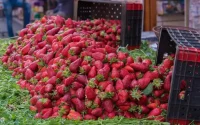 Hépatite A : un nouveau lot de fraises marocaines intercepté en Espagne