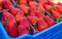 Intermarché bannit la fraise marocaine