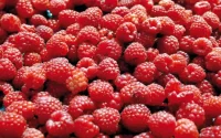 Framboise : la production marocaine surclasse celle de l'Espagne
