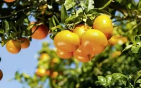 Pesticides : les fruits et légumes marocains moins rejetés dans l'UE