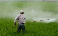 Des pesticides interdits au Royaume-Uni expédiés vers le Maroc