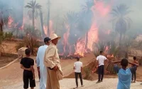 Zagora : 2 500 palmiers ravagés par les flammes
